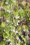 American snowbell